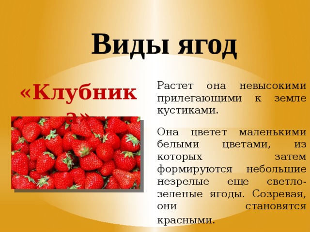 Виды ягод «Клубника» Растет она невысокими прилегающими к земле кустиками. Она цветет маленькими белыми цветами, из которых затем формируются небольшие незрелые еще светло-зеленые ягоды. Созревая, они становятся красными.   