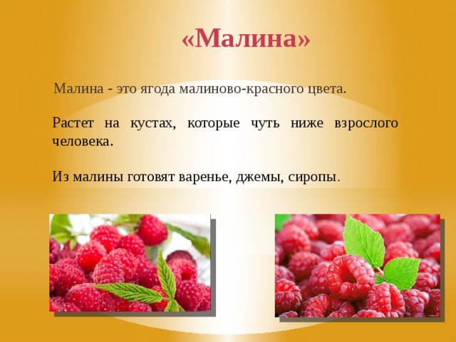 «Малина» Малина - это ягода малиново-красного цвета. Растет на кустах, которые чуть ниже взрослого человека . Из малины готовят варенье, джемы, сиропы . 