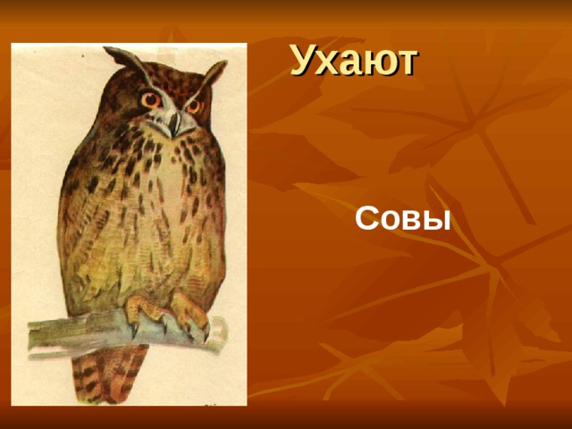 Ухают Совы 