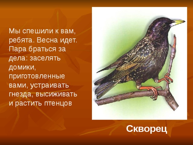 Мы спешили к вам, ребята. Весна идет. Пара браться за дела: заселять домики, приготовленные вами, устраивать гнезда, высиживать и растить птенцов Скворец 
