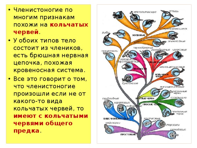 Членистоногие по многим признакам похожи на кольчатых червей . У обоих типов тело состоит из члеников, есть брюшная нервная цепочка, похожая кровеносная система. Все это говорит о том, что членистоногие произошли если не от какого-то вида кольчатых червей, то имеют с кольчатыми червями общего предка . 