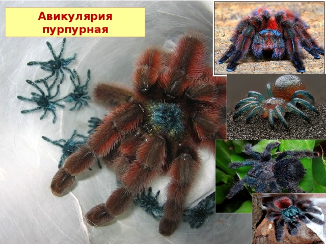 Авикулярия пурпурная 