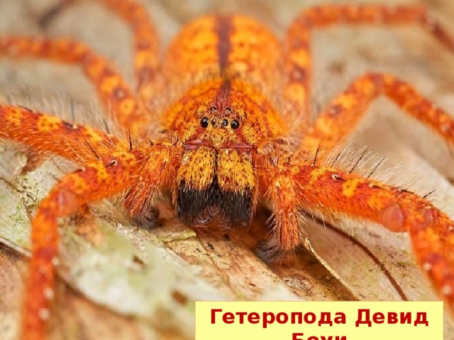 Гетеропода Девид Боуи 