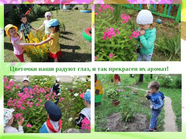 Цветочки наши радуют глаз, и так прекрасен их аромат! Цветочки наши радуют глаз, и так прекрасен их аромат  