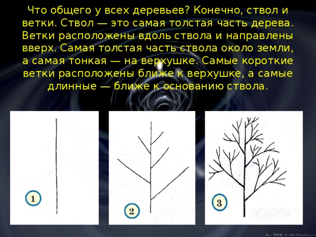 Что общего у всех деревьев? Конечно, ствол и ветки. Ствол — это самая толстая часть дерева. Ветки расположены вдоль ствола и направлены вверх. Самая толстая часть ствола около земли, а са­мая тонкая — на верхушке. Самые короткие ветки расположены ближе к верхушке, а самые длинные — ближе к основанию ствола.   