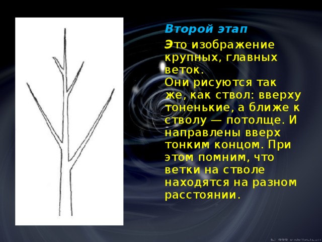   Второй этап  Э то изображение крупных, главных веток.  Они рисуются так же, как ствол: вверху тоненькие, а ближе к стволу — потолще. И направлены  вверх тонким концом. При  этом помним, что ветки на стволе находятся на разном расстоянии. 