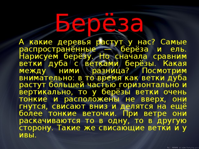 Берёза  А какие деревья растут у нас? Самые распространённые — берёза и ель. Нарисуем берёзу. Но сначала сравним ветки дуба с ветками берёзы. Какая между ними разница? Посмотрим внимательно: в то время как ветки дуба растут большей частью горизонтально и вертикально, то у берёзы ветки очень тонкие и расположены не вверх, они гнутся, свисают вниз и делятся на ещё более тонкие веточки. При ветре они раскачиваются то в одну, то в другую сторону. Такие же свисающие ветки и у ивы. 