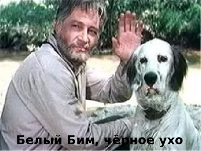Белый Бим, чёрное ухо 