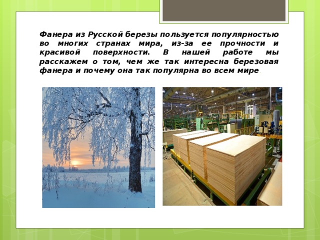 Фанера из Русской березы пользуется популярностью во многих странах мира, из-за ее прочности и красивой поверхности. В нашей работе мы расскажем о том, чем же так интересна березовая фанера и почему она так популярна во всем мире . 