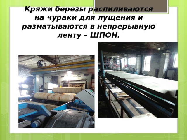 Кряжи березы распиливаются на чураки для лущения и разматываются в непрерывную ленту – ШПОН. 