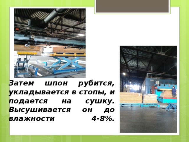 Затем шпон рубится, укладывается в стопы, и подается на сушку. Высушивается он до влажности 4-8%.   