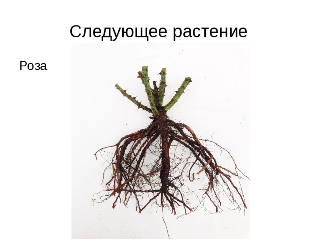 Следующее растение Роза 