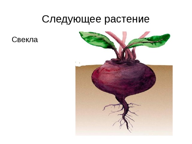 Следующее растение Свекла 
