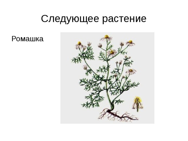 Следующее растение Ромашка 