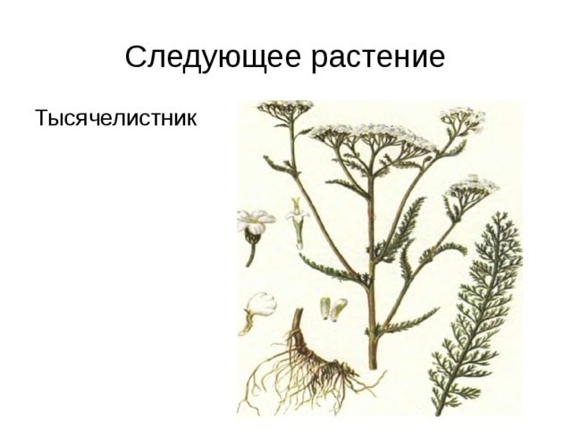 Следующее растение Тысячелистник 