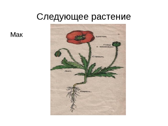 Следующее растение Мак 
