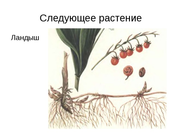 Следующее растение Ландыш 