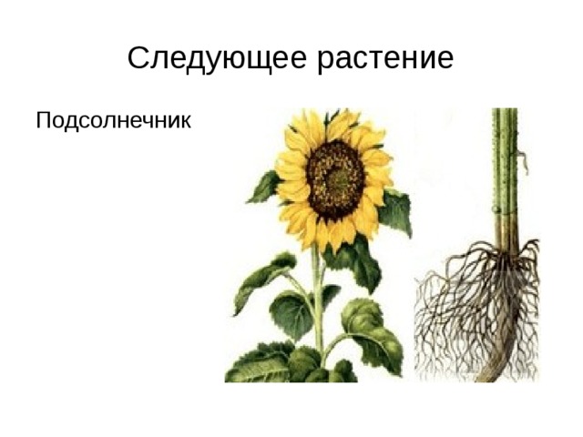 Следующее растение Подсолнечник 