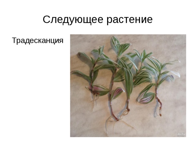 Следующее растение Традесканция 