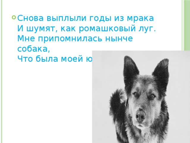 Снова выплыли годы из мрака  И шумят, как ромашковый луг.  Мне припомнилась нынче собака,  Что была моей юности друг.    