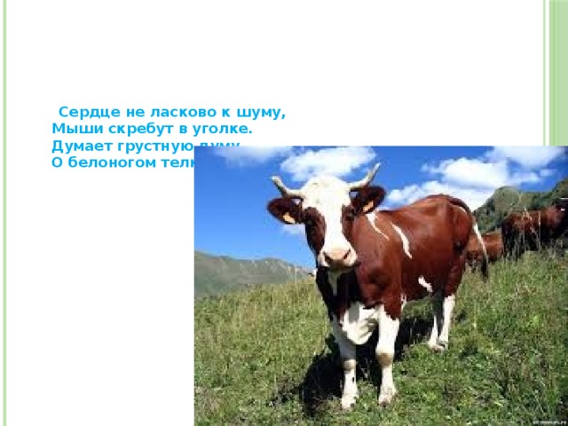  Сердце не ласково к шуму,  Мыши скребут в уголке.  Думает грустную думу  О белоногом телке.     
