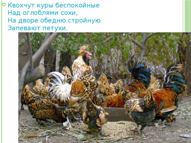 Квохчут куры беспокойные  Над оглоблями сохи,  На дворе обедню стройную  Запевают петухи. 