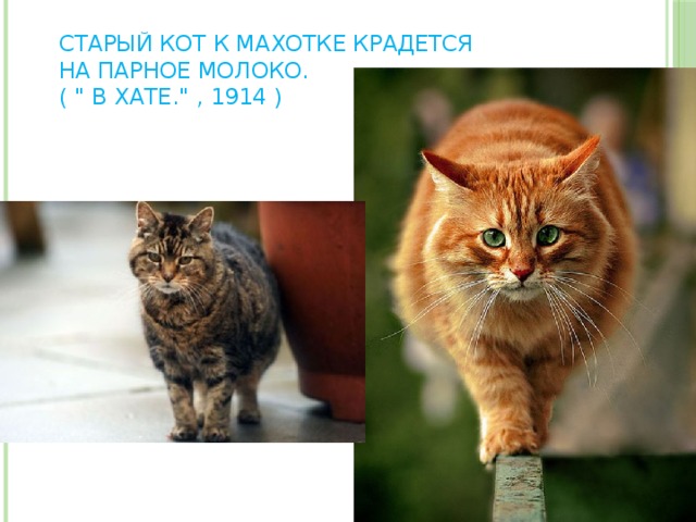 Старый кот к махотке крадется   На парное молоко.  ( 