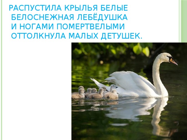 Распустила крылья белые  Белоснежная лебёдушка  И ногами помертвелыми  Оттолкнула малых детушек. 
