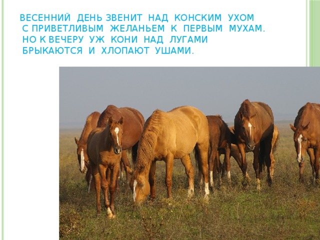 Весенний день звенит над конским ухом  С приветливым желаньем к первым мухам.  Но к вечеру уж кони над лугами  Брыкаются и хлопают ушами. 