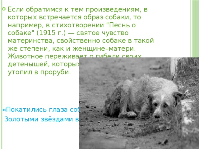 Если обратимся к тем произведениям, в которых встречается образ собаки, то например, в стихотворении 