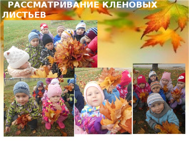  Рассматривание кленовых листьев 