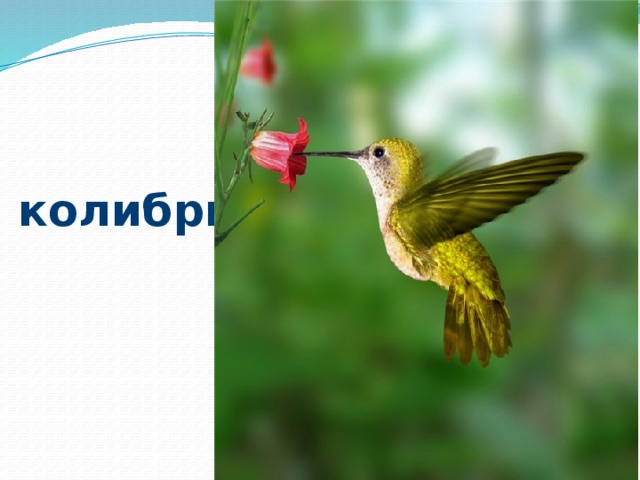 колибри 