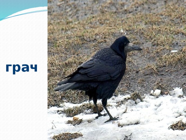 грач 