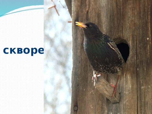 скворец 