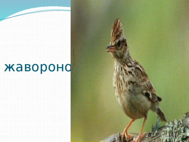 жаворонок 