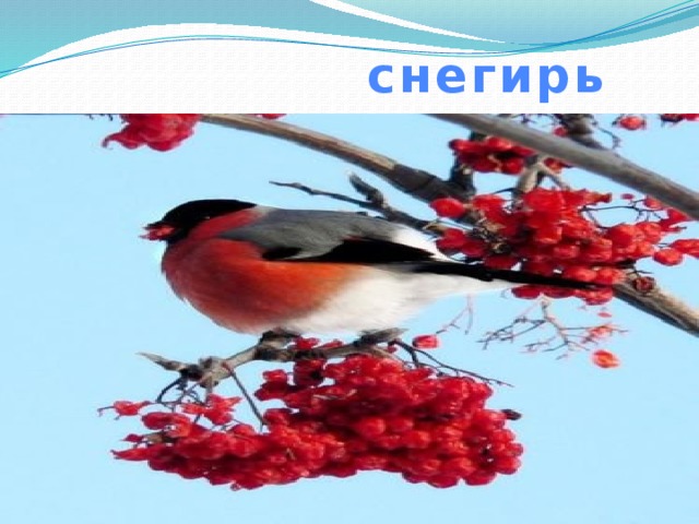  снегирь 