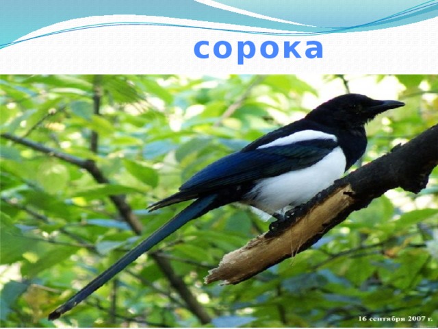  сорока 