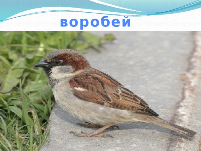воробей 