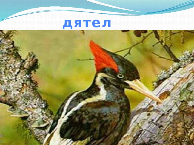 дятел 