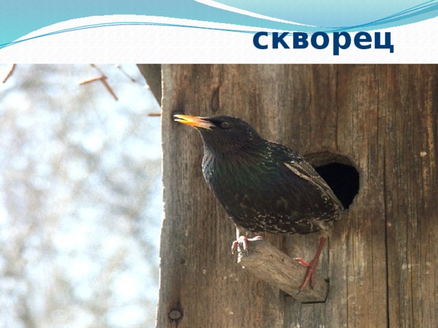  скворец 