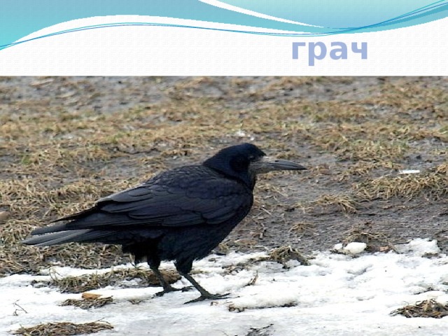  грач 