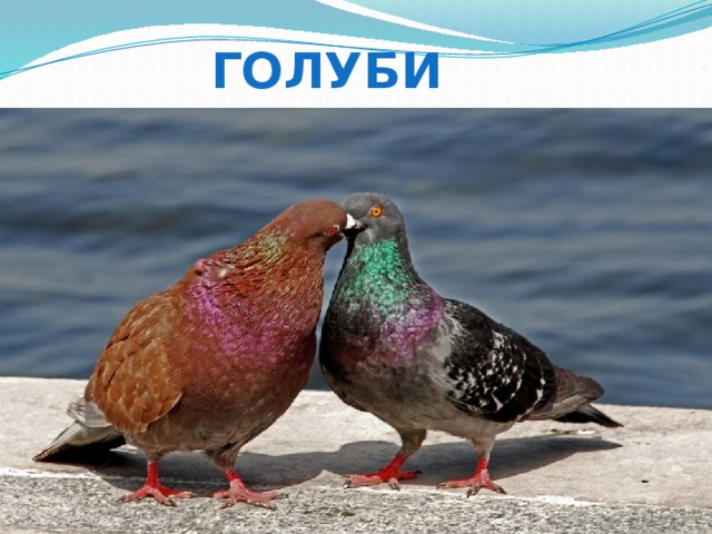 голуби 