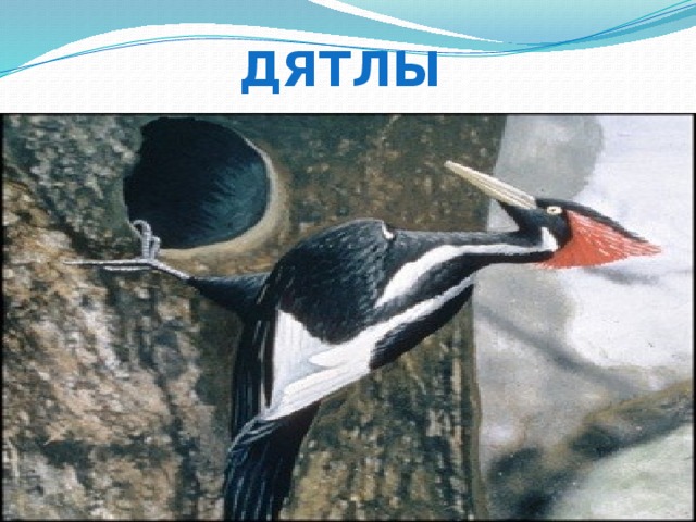 дятлы 
