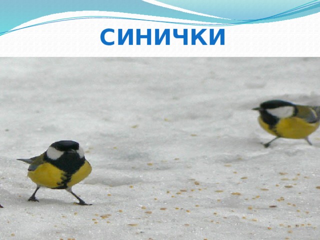 синички 