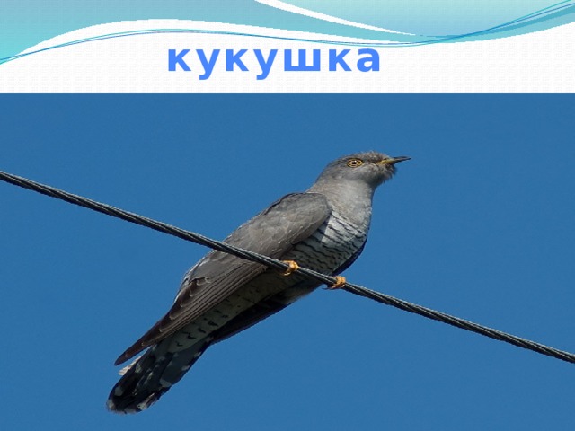 кукушка 