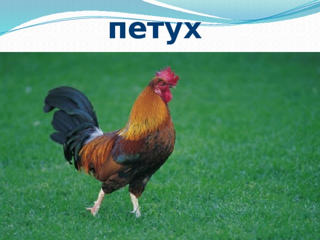 петух 