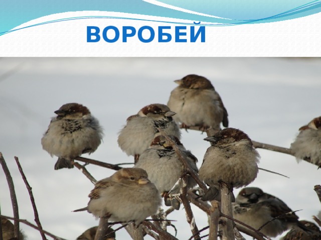 воробей 