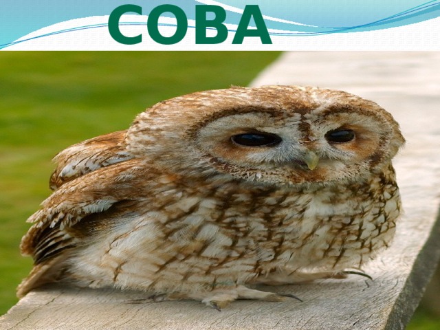 сова 