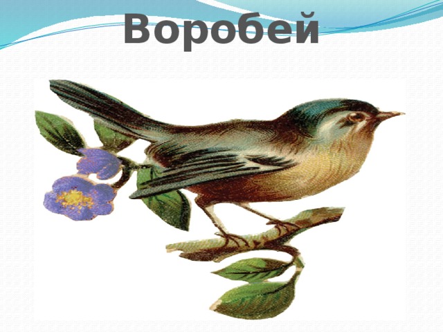 Воробей 