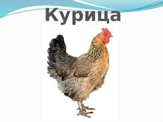 Курица 